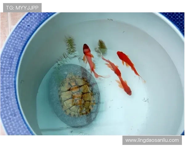 足球明星分享家养鱼趣事视频揭秘养鱼技巧与生活乐趣